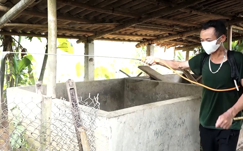Yên Bái chủ động kiểm soát bệnh dịch tả lợn Châu Phi