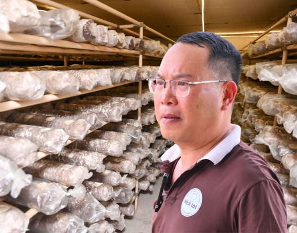 CEO Mai Van Hung: More than a decade pursuing the dream of organic mushrooms