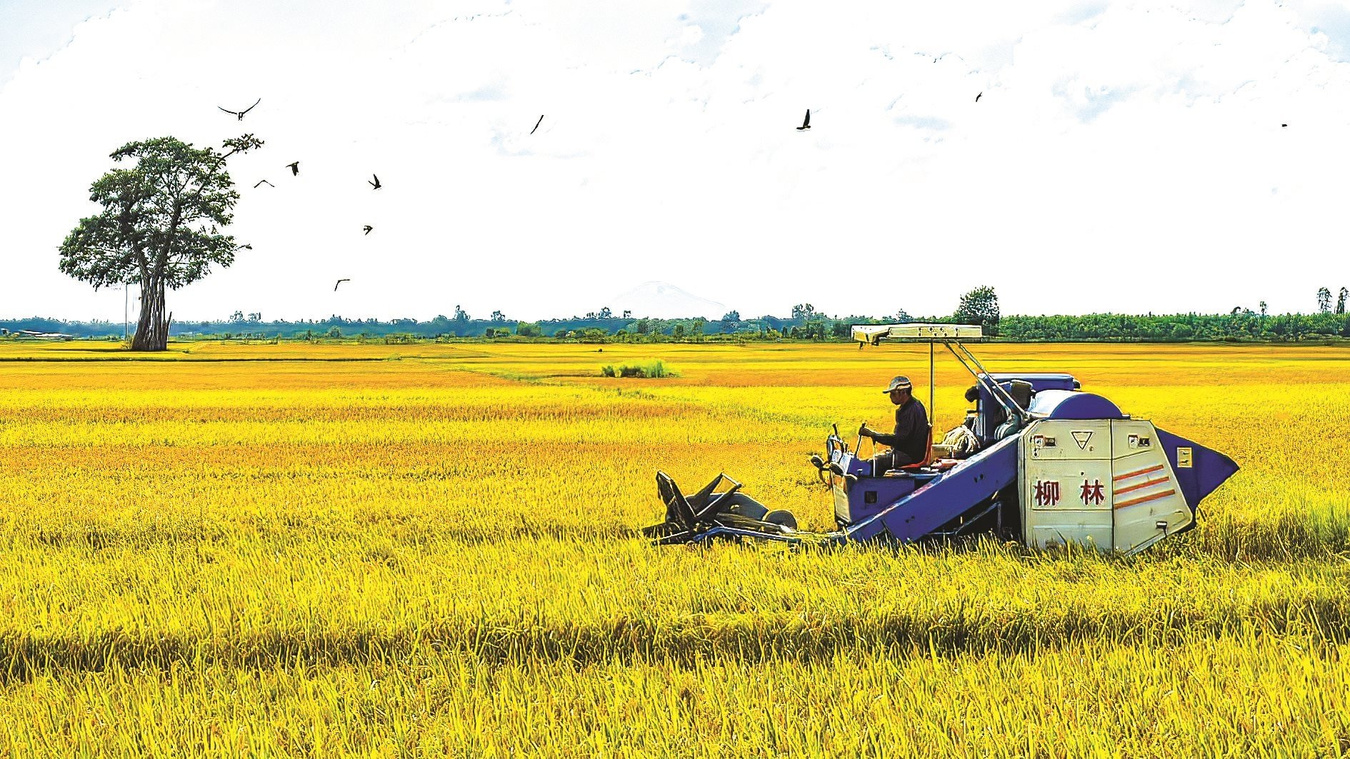 thu-honh-n.-lan-.jpg
