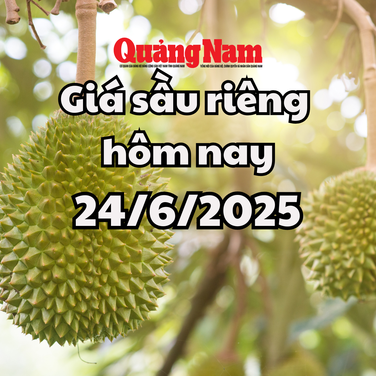Giá sầu riêng hôm nay 24 6 2025 Sầu Thái tăng lại ở Tây Nguyên