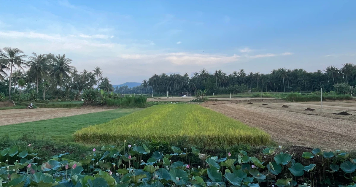 เจียลายประกาศขั้นตอนการบริหารภายใน 6 ประการในด้านการเพาะปลูกและการป้องกันพืช