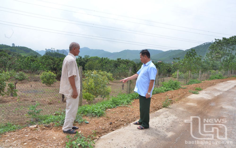 Nhiều hộ dân ở xóm Ao Trám đã chuyển đổi vườn tạp sang trồng cây ăn quả.