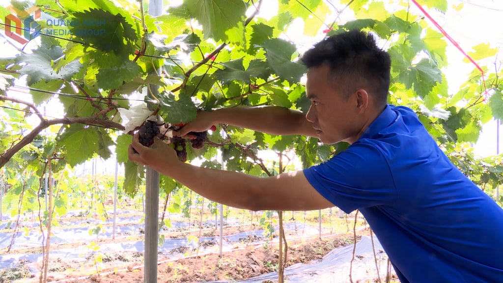 Mô hình trồng nho hạt đen trong nhà lưới tại hộ anh Hoàng Văn Mạnh (xã Đạp Thanh, huyện Ba Chẽ).