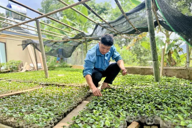 Chuyện về đoàn viên vượt khó, làm kinh tế từ cà phê trên núi đồi Tây Bắc ảnh 3