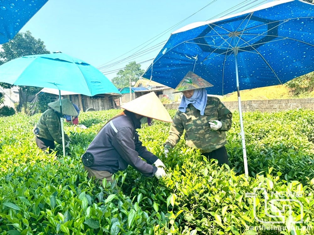 Diện tích chè được mở rộng, mang lại nguồn thu nhập chính cho người dân xóm Tiền Phong.