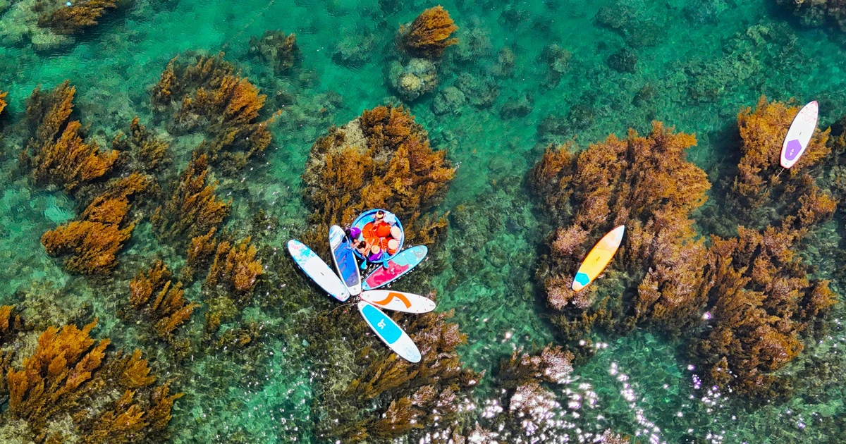 'Escape' from the noisy city, go to Quy Nhon to see seaweed dyeing the seabed yellow