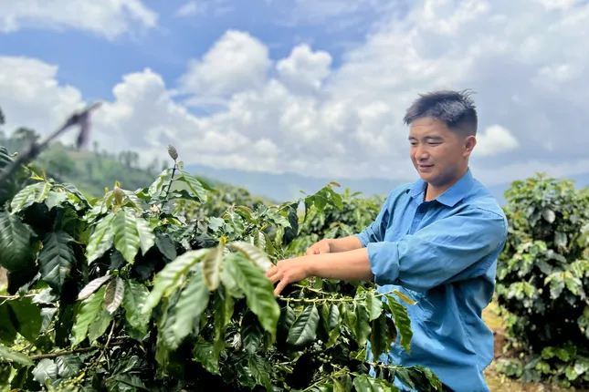 Chuyện về đoàn viên vượt khó, làm kinh tế từ cà phê trên núi đồi Tây Bắc ảnh 1