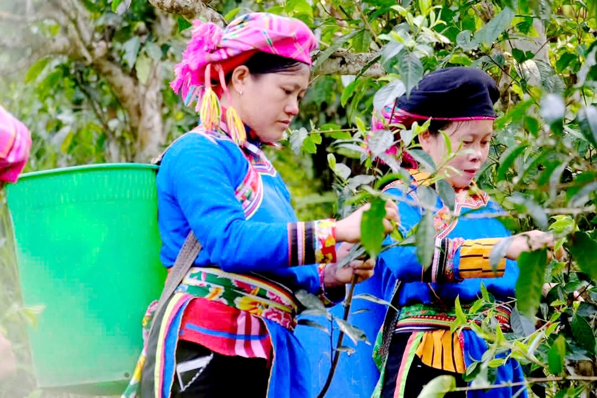 Frauen der ethnischen Gruppe der Co Lao in der Gemeinde Tung San (Hoang Su Phi) steigern ihr Einkommen durch den Anbau und die Verarbeitung von Tee.