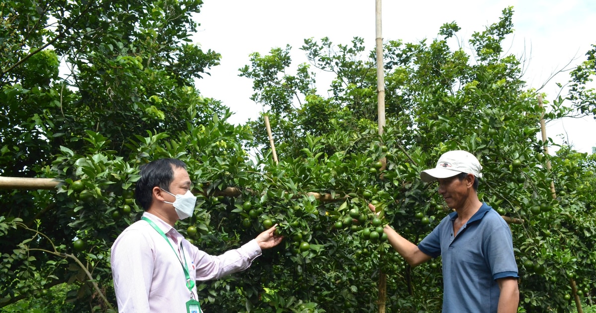 Núi Thành: Doanh số cho vay tín dụng chính sách 6 tháng hơn 117,3 tỷ đồng