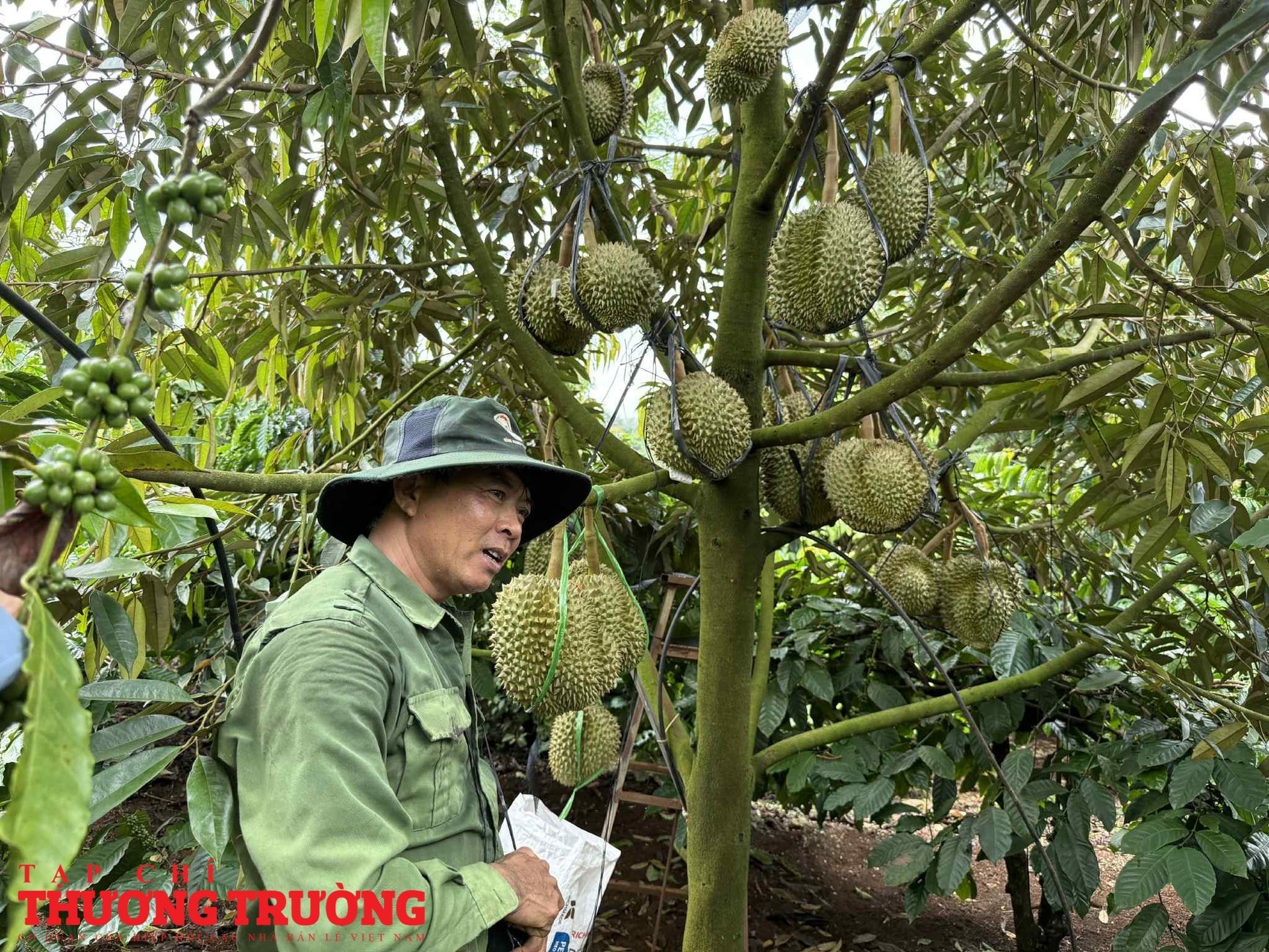 Nhà vườn chìm trong lo âu khi sầu riêng chưa kịp lớn đã bị sượng thương lái bỏ cọc