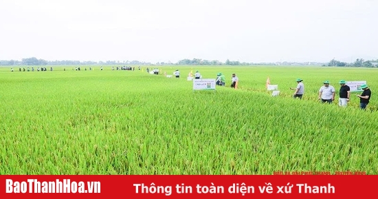 Efficiency of producing high quality 3-line hybrid rice