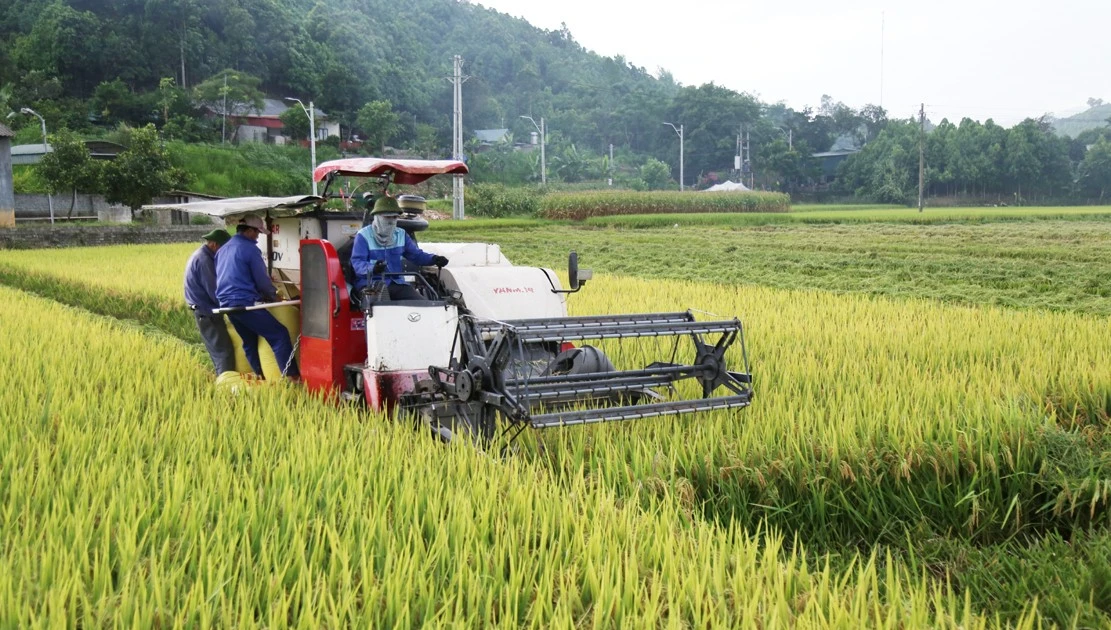 El rendimiento del arroz de primavera en 2025 se estima en 61,5 quintales/ha.