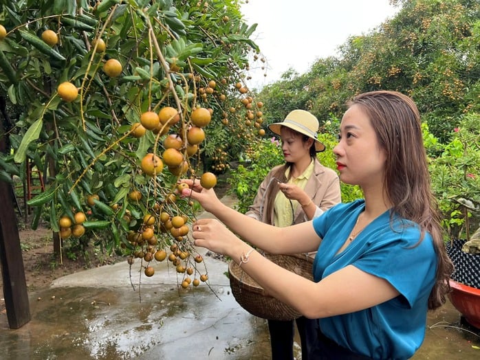 Phường nào của tỉnh Cà Mau mới có vườn nhãn 100 năm tuổi - Ảnh 1.