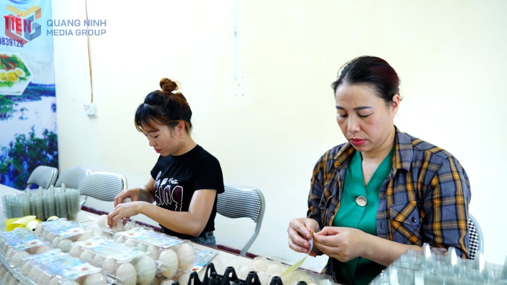 Đóng gói trứng vịt biển tại HTX chăn nuôi vịt Đồng Tiến (xã Đồng Rui, huyện Tiên Yên). Ảnh: Minh Yến