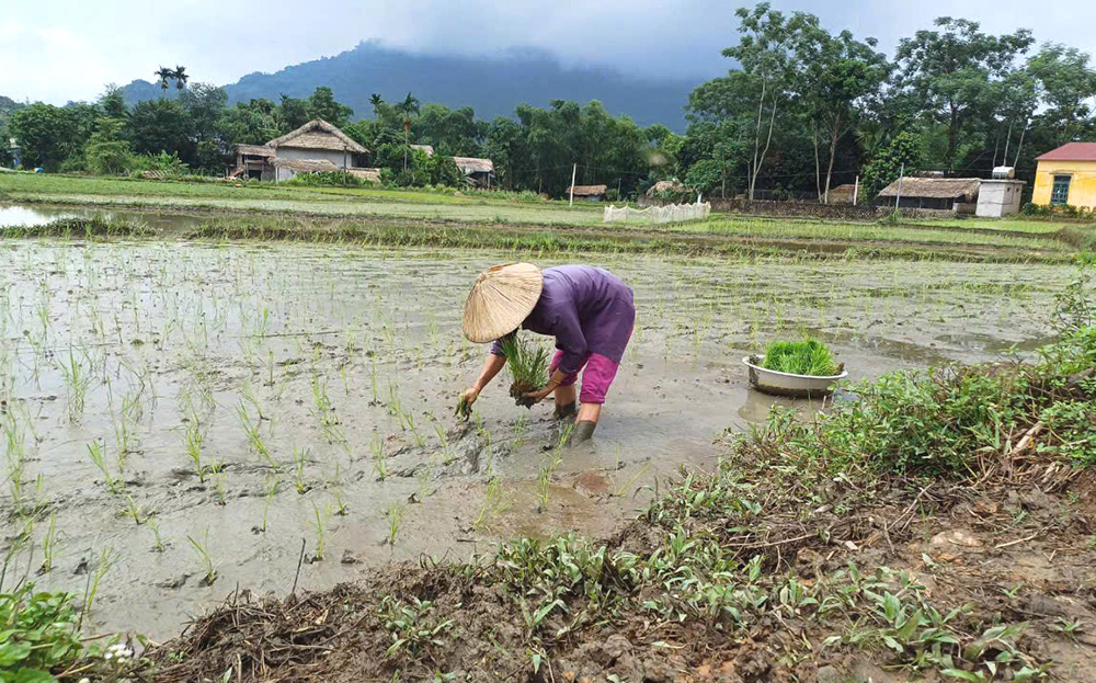 Lục Yên tập trung sản xuất lúa mùa sớm