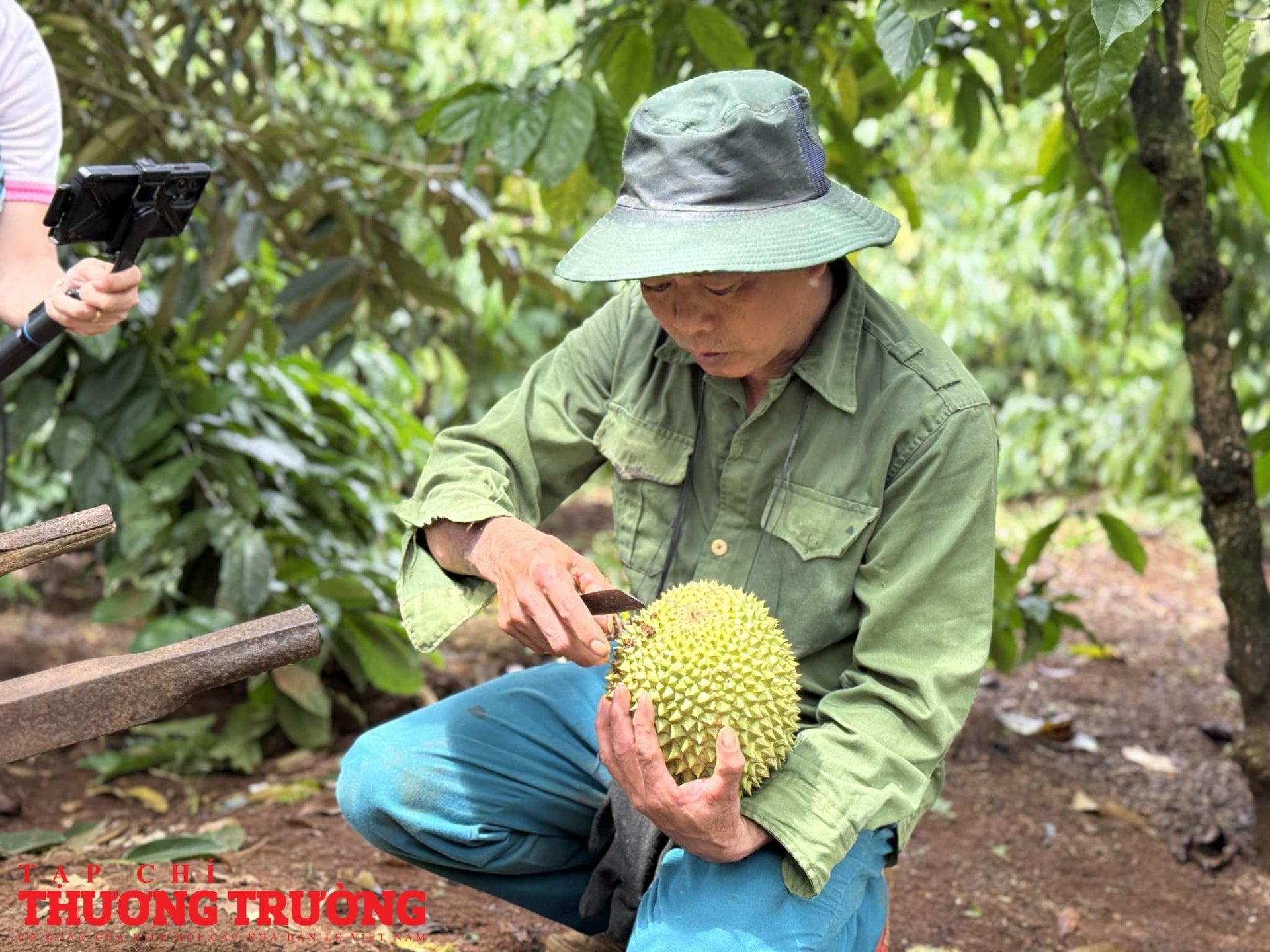 Nhà vườn chìm trong lo âu khi sầu riêng chưa kịp lớn đã bị sượng thương lái bỏ cọc