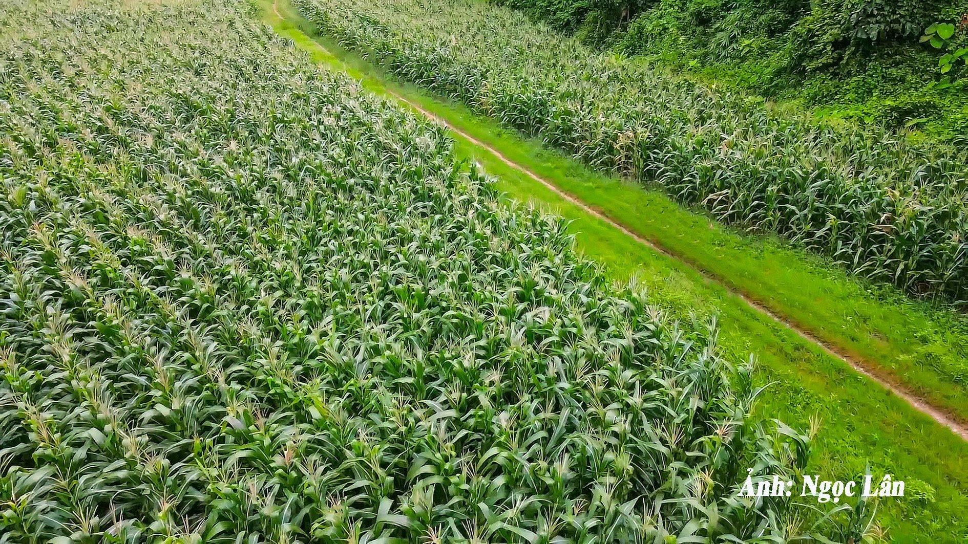 canh-dnh-n.-lan-.jpg