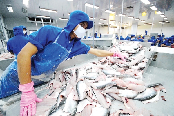 សហគ្រាស Pangasius វៀតណាមចំនួន 7 រីករាយនឹងពន្ធ 0% ប្រឆាំងការលក់បង្ខូចថ្លៃនៅសហរដ្ឋអាមេរិក
