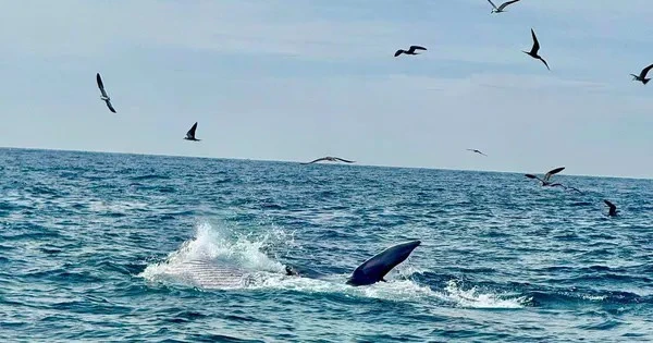 Ninh Thuan៖ អ្នកទេសចរមិននឹកស្មានដល់បានជួបប្រទះនឹងការបរបាញ់ត្រីបាឡែននៅលើឆ្នេរ Vinh Hy