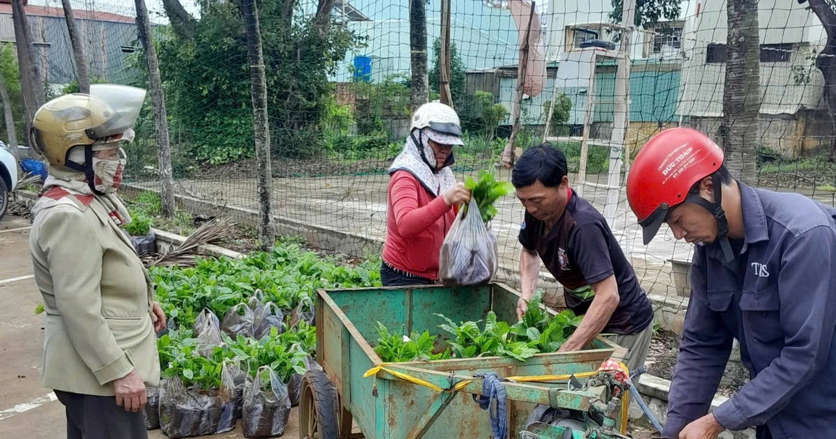 ទីក្រុង Pleiku គាំទ្រសំណាបកាហ្វេចំនួន 60,210 សម្រាប់កសិករដាំឡើងវិញនៅឆ្នាំ 2025