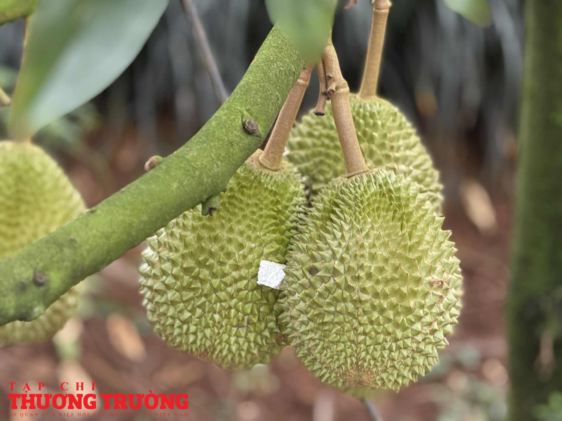 Nhà vườn chìm trong lo âu khi sầu riêng chưa kịp lớn đã bị sượng thương lái bỏ cọc