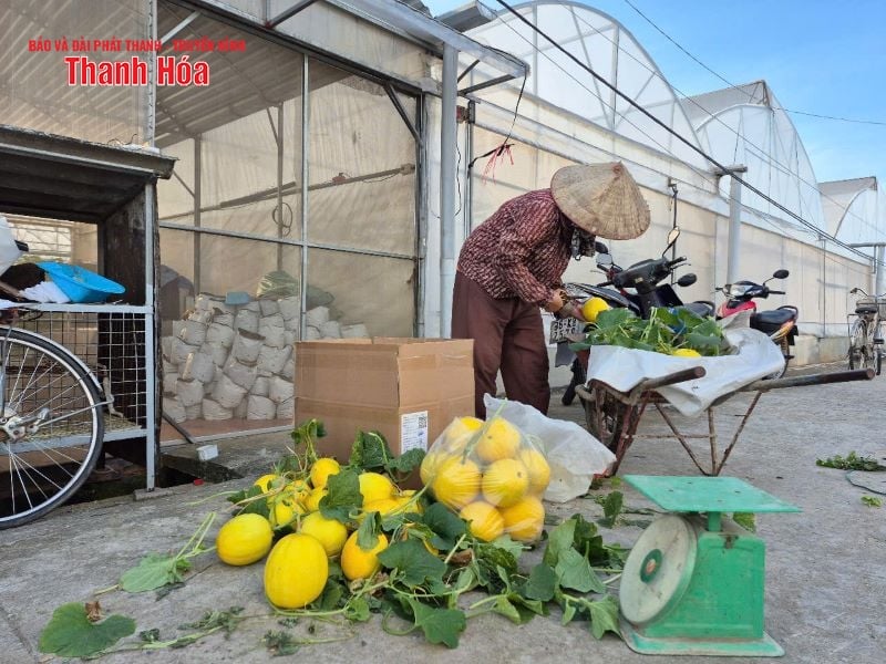 Рекордно низкая цена на дыню, люди «забрасывают сады»