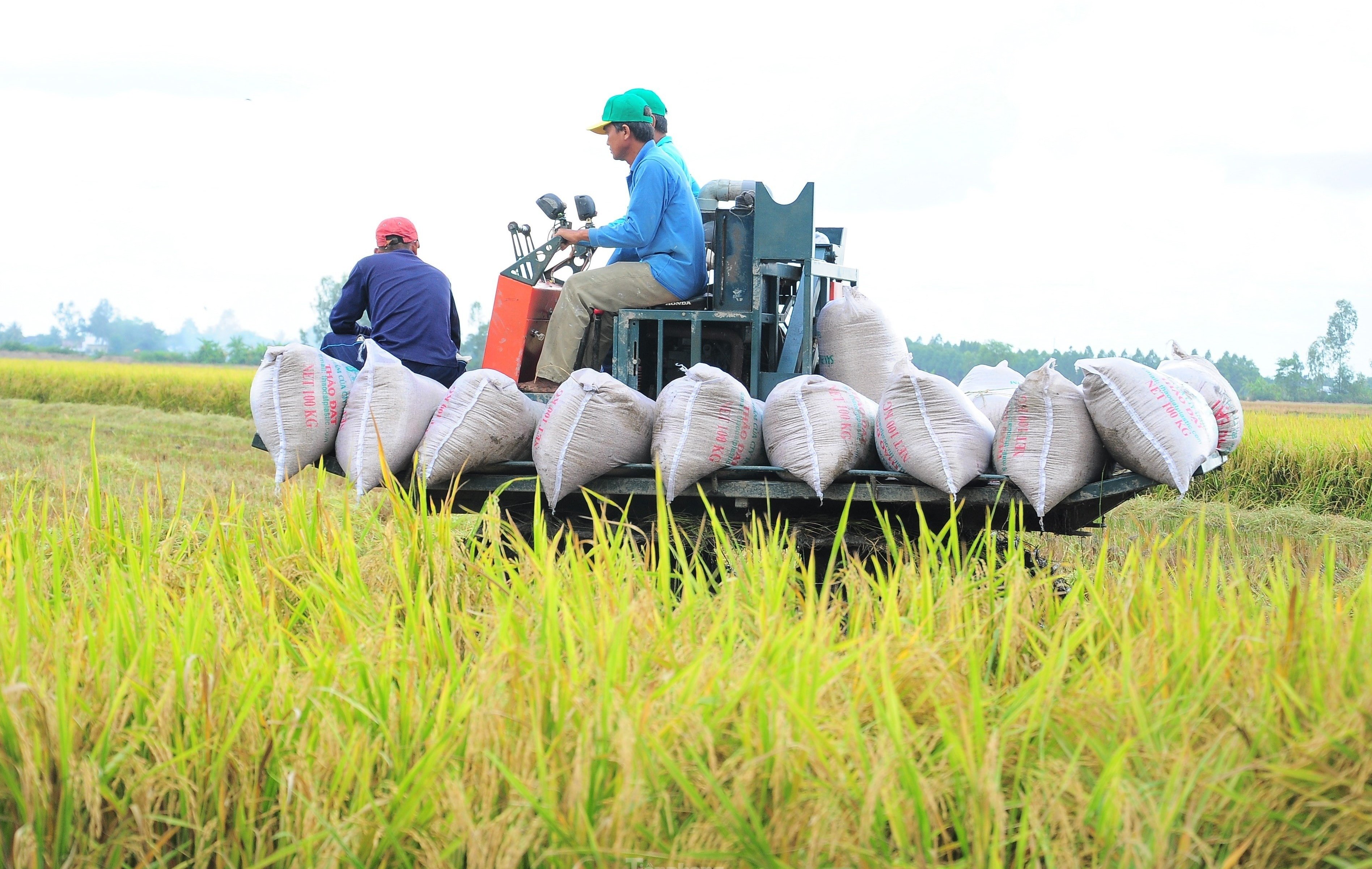 L'industrie du riz vietnamienne est confiante face à la pression du marché mondial grâce à sa feuille de route de transformation durable.