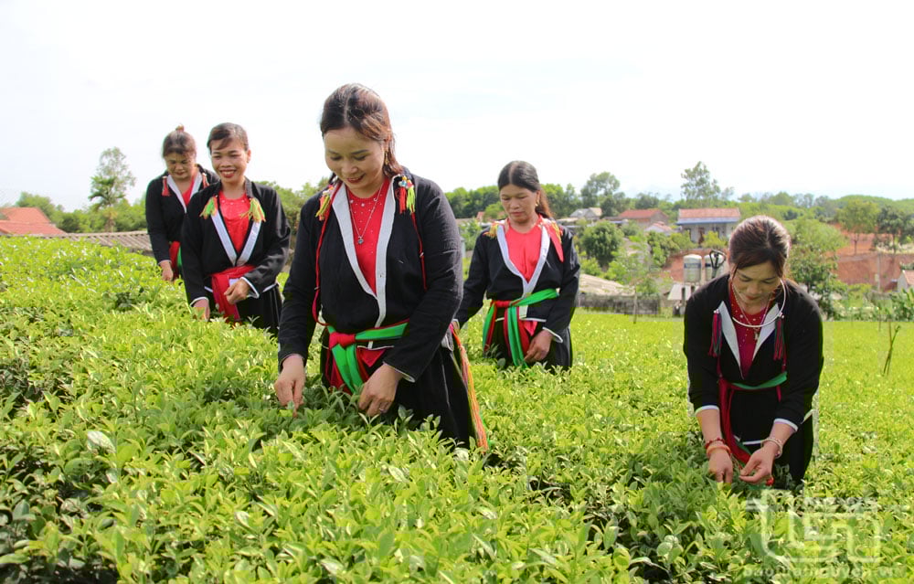 សមាជិកនៃសហករណ៍តែ Hong Anh គាំទ្រគ្នាទៅវិញទៅមកក្នុងការប្រមូលផលតែ។