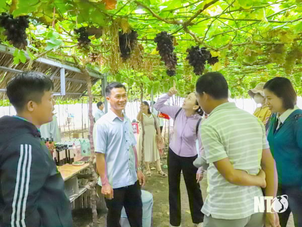 Ngành du lịch Ninh Thuận đón hơn 2,29 triệu lượt khách - Ảnh 1.