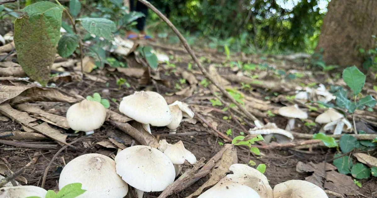 រដូវបរបាញ់ផ្សិត