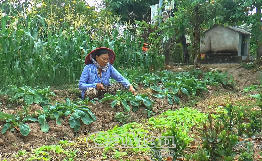 Mme Le Thi Dep a un revenu stable de plusieurs millions de VND par mois grâce à la culture de légumes et d'arbres fruitiers.