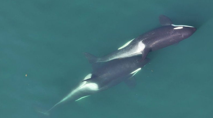 killer whale - Photo 1.