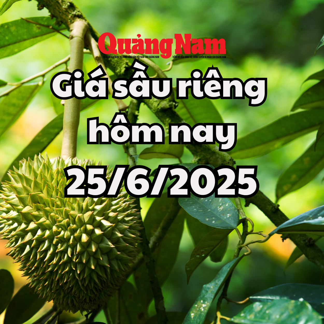 Giá sầu riêng hôm nay 25 6 2025 Ri6 hạ giá, Thái VIP vung tay đội giá cao