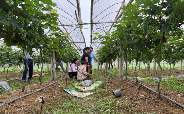 អរគុណចំពោះកម្ចីអនុគ្រោះ គ្រួសារកសិករ Lang Son ជាច្រើនបានរួចផុតពីភាពក្រីក្រ រូបថតទី 2