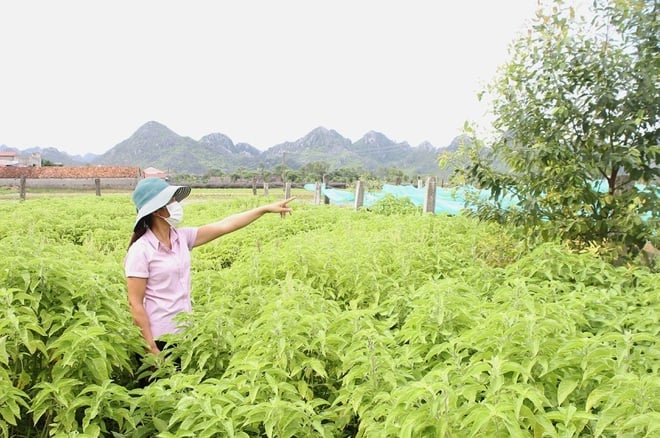 Toàn tỉnh đã trồng tập trung được 326 ha dược liệu