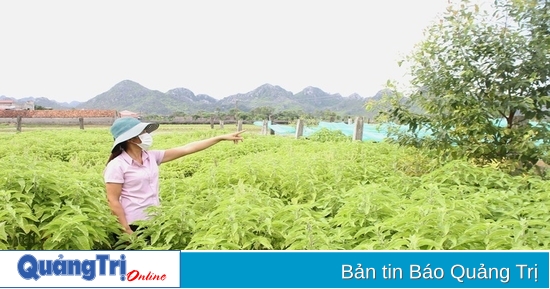 Toàn tỉnh đã trồng tập trung được 326 ha dược liệu