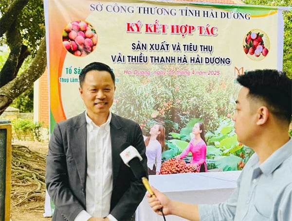 Tổng Giám đốc Menas Group Nguyễn Đức Quỳnh rất tâm huyết với vải thiều Thanh Hà.