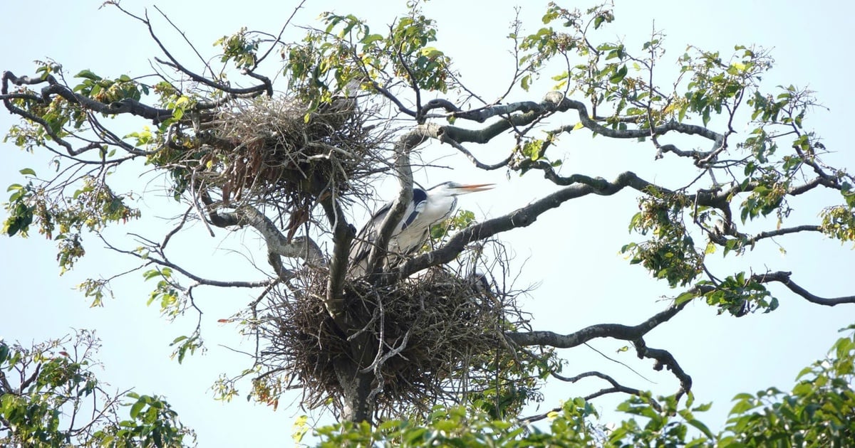 Unique pagodas in the West: The 'home' of rare storks