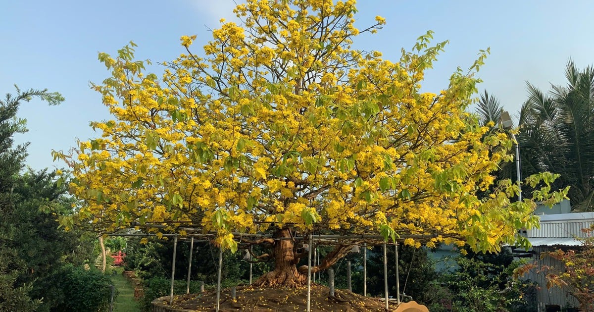 តើមានអ្វីពិសេសអំពីដើម apricot ពណ៌លឿងបុរាណតែមួយគត់នៅប្រទេសវៀតណាមដែលទទួលបានកំណត់ត្រាអាស៊ី?