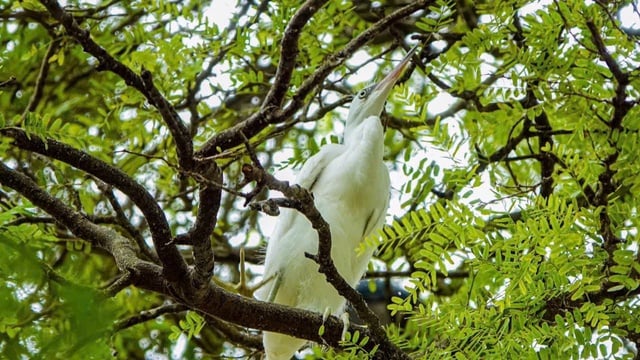 Những ngôi chùa độc đáo ở miền Tây: Nơi 'an cư' của chim cò quý hiếm- Ảnh 2.