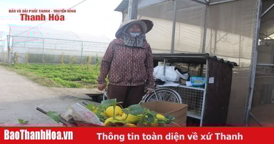 Record low price of cantaloupe, people "hang up gardens"