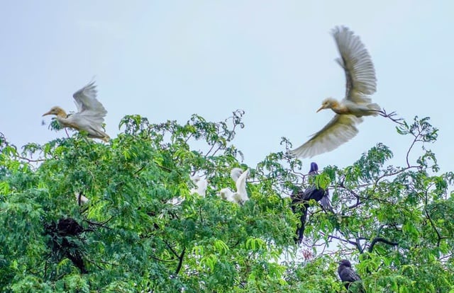 Những ngôi chùa độc đáo ở miền Tây: Nơi 'an cư' của chim cò quý hiếm- Ảnh 4.