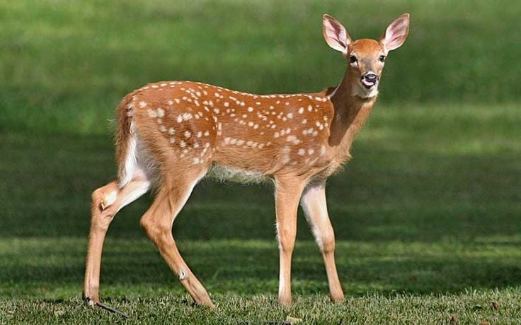 5. Có khả năng bơi tốt và leo đồi dốc. Hươu sao là loài linh hoạt, không chỉ chạy nhanh mà còn bơi giỏi và leo núi dốc tốt – kỹ năng giúp chúng thoát khỏi kẻ săn mồi trong tự nhiên. Ảnh: Pinterest.