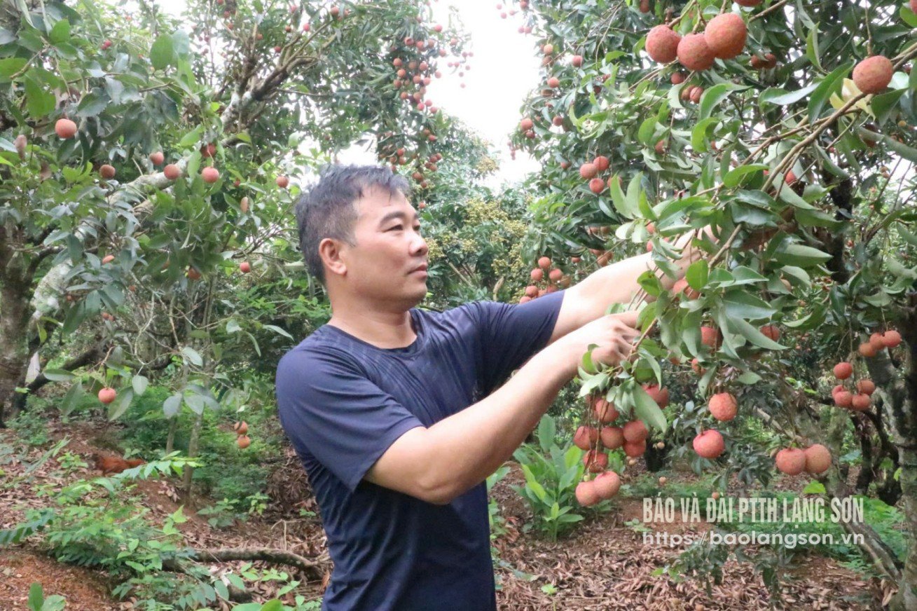 Người dân xã Hòa Sơn, huyện Hữu Lũng thu hoạch vải thiều