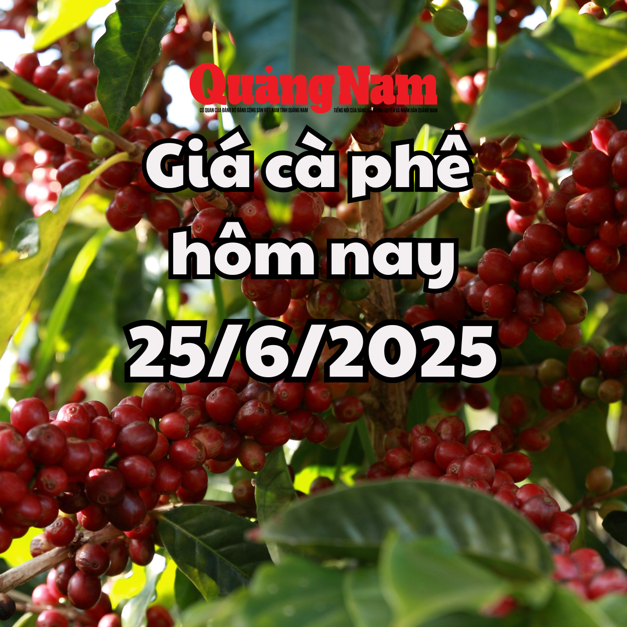 Giá cà phê bất ngờ rơi tự do bởi tin tức về tình hình sương giá tại Brazil được loại bỏ
