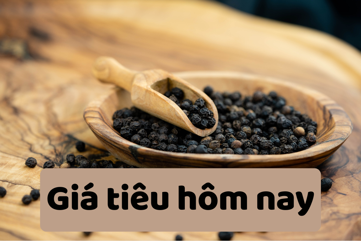 Giá tiêu hôm nay 26 6 2025