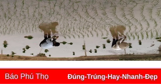 ខេត្ត​ទាំង​មូល​បាន​ដាំ​ស្រូវ​រដូវ​ប្រាំង​ដល់​សរទរដូវ​ជិត​៥.០០០​ហិកតា។