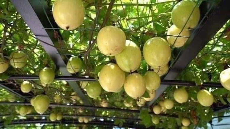 Các Nghị định thư tạo bước tiến cho xuất khẩu nông sản sang thị trường Trung Quốc- Ảnh 1.