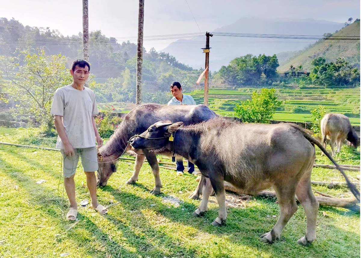 Từ nguồn vốn chương trình mục tiêu quốc gia, ông Hoàng Văn Hải, thôn Tân Sơn có thêm nguồn lực để phát triển chăn nuôi.
