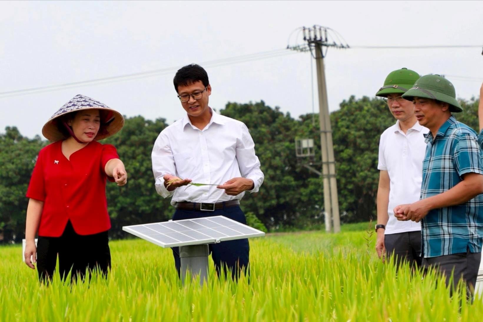 Tưới lúa kiểu mới: Nhiều giá trị, dễ nhân rộng